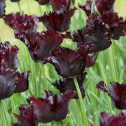 Tulipn Loro 'Black Parrot'